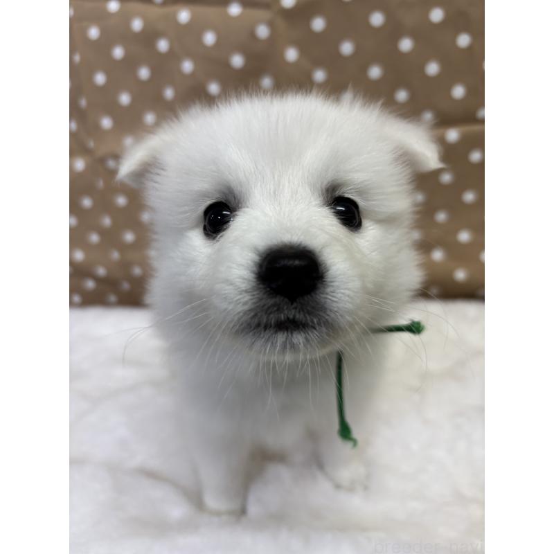 成約済の千葉県の日本スピッツ-413251の4枚目