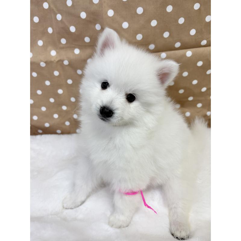 成約済の千葉県の日本スピッツ-413249の11枚目