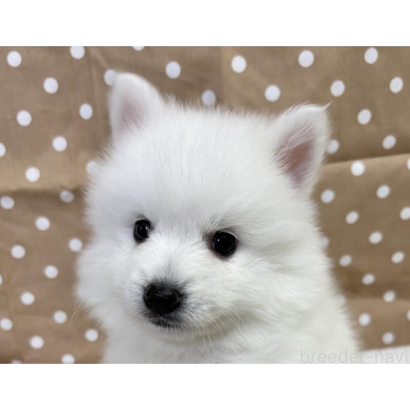 成約済の千葉県の日本スピッツ-413249の10枚目