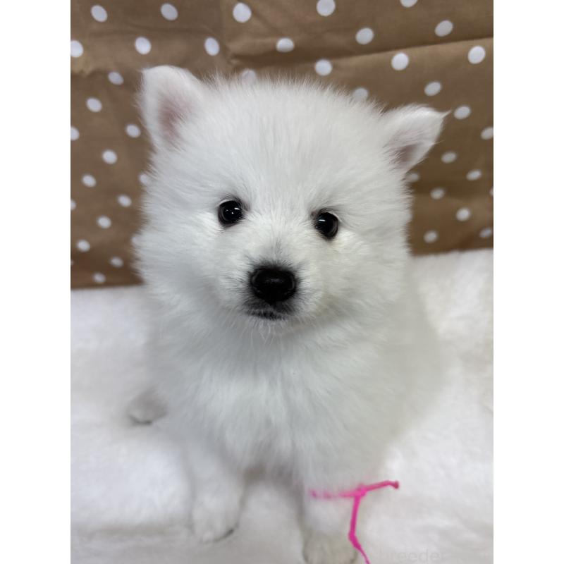 成約済の千葉県の日本スピッツ-413249の9枚目