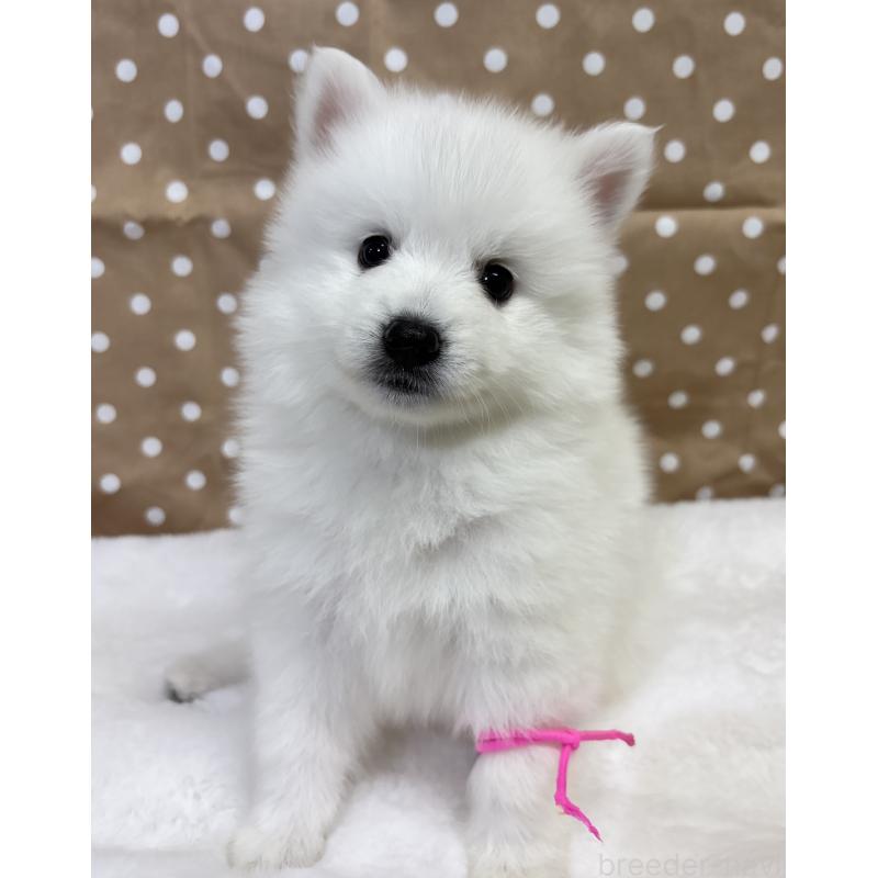 成約済の千葉県の日本スピッツ-413249の8枚目