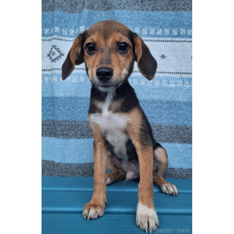 販売中の鹿児島県のミックス犬-415826の5枚目