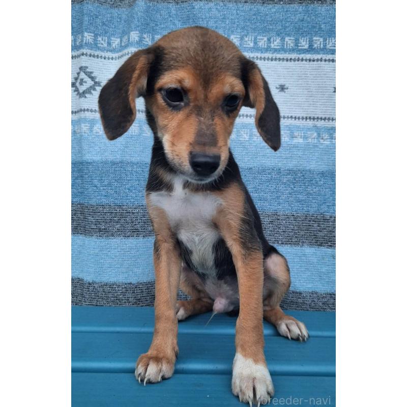 販売中の鹿児島県のミックス犬-415826の4枚目