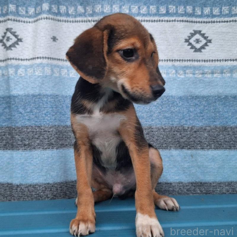 販売中の鹿児島県のミックス犬-415826の3枚目