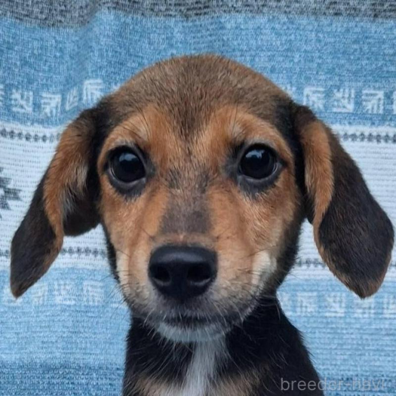 販売中の鹿児島県のミックス犬-415826の1枚目
