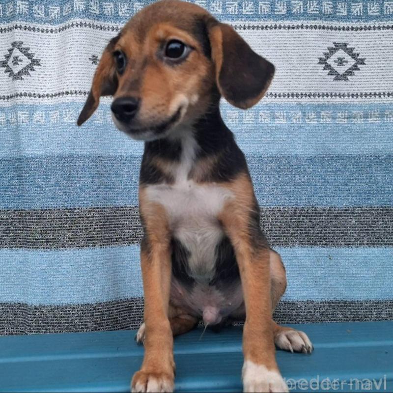 販売中の鹿児島県のミックス犬-415826の2枚目
