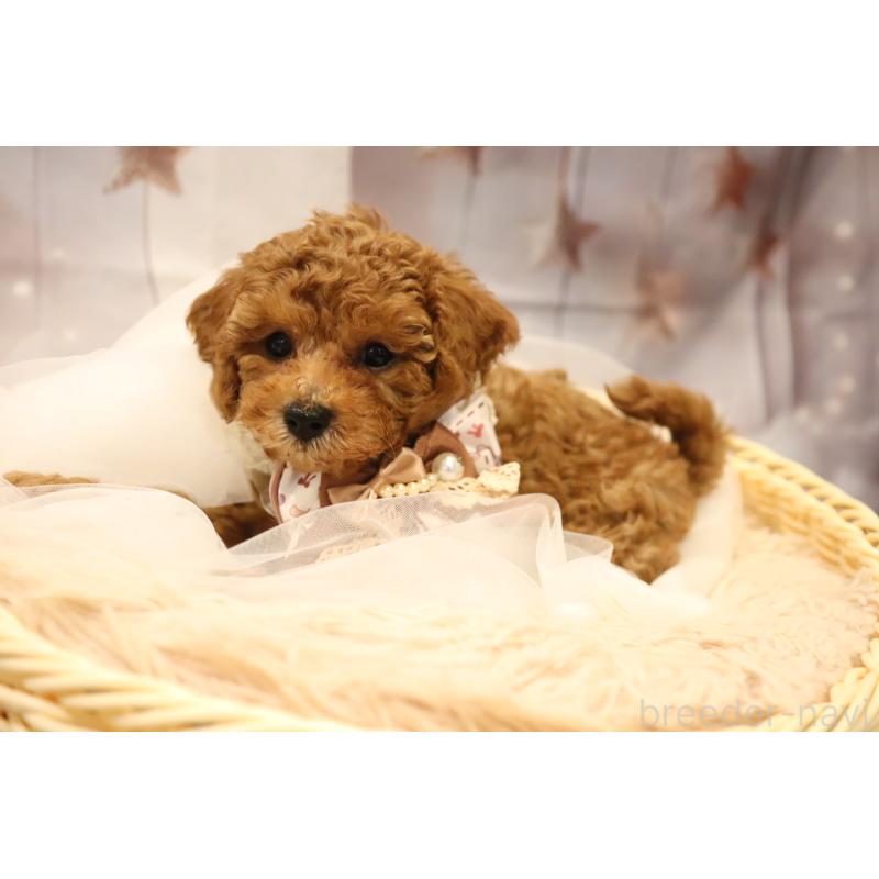 成約済の福井県のタイニープードル-413540の2枚目