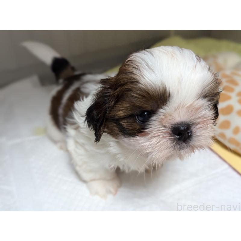 成約済の愛知県のシーズー-414245の8枚目