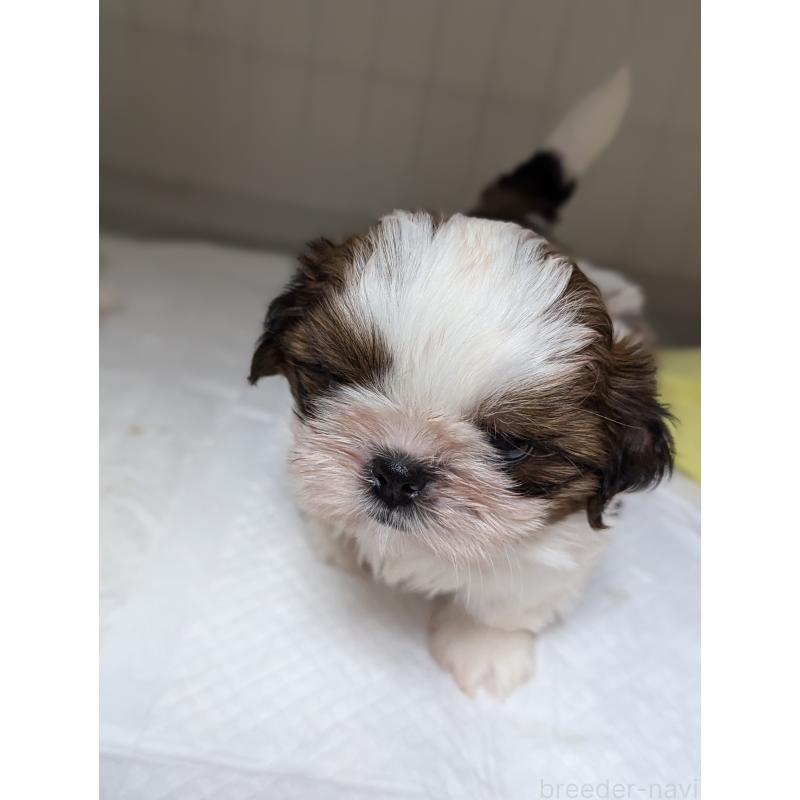 成約済の愛知県のシーズー-414245の7枚目