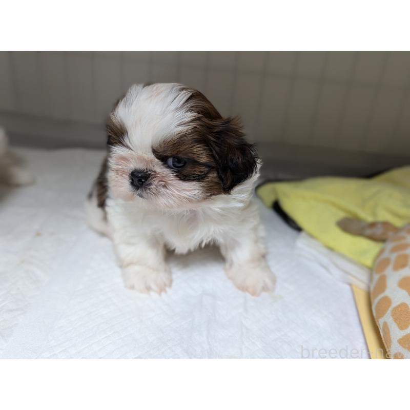 成約済の愛知県のシーズー-414245の6枚目