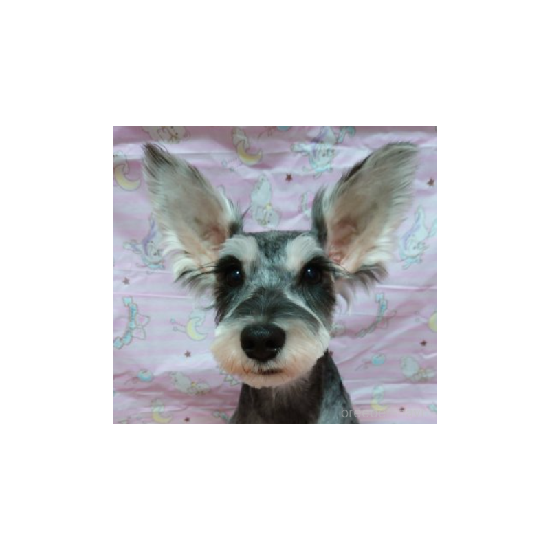 れいちゃん1枚目