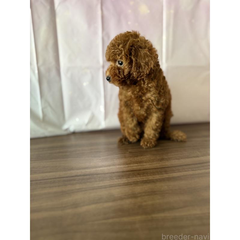 販売中の福岡県のタイニープードル-413661の7枚目