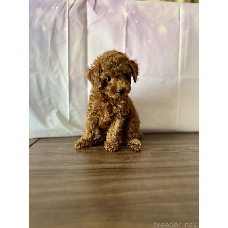 販売中の福岡県のタイニープードル-413661の6枚目