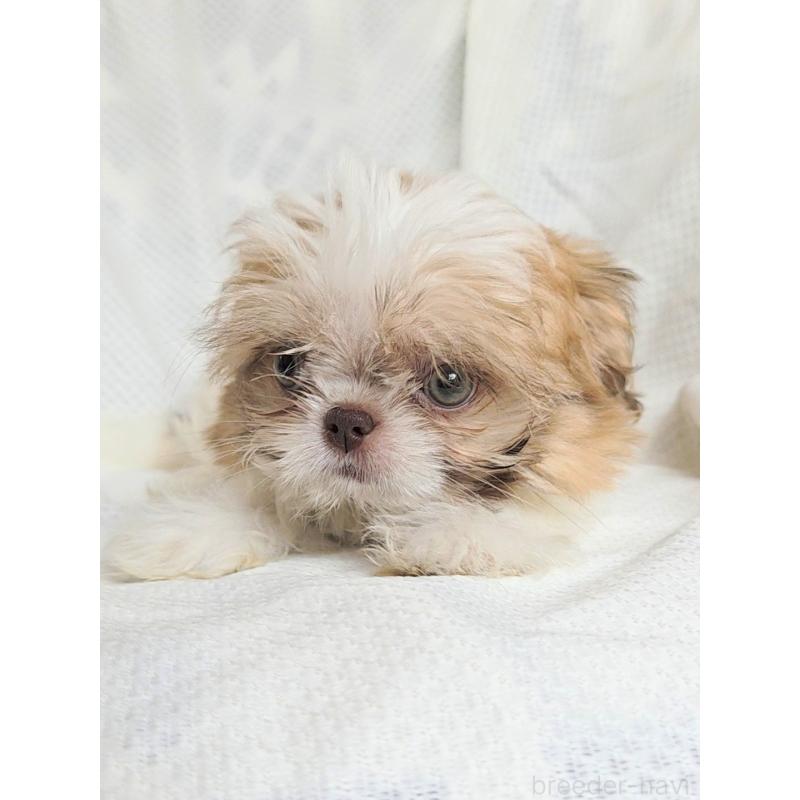 販売中の群馬県のミックス犬-417922の5枚目