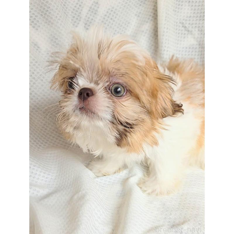 販売中の群馬県のミックス犬-417922の4枚目