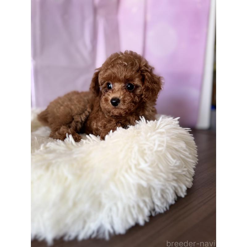 成約済の福岡県のタイニープードル-413686の7枚目