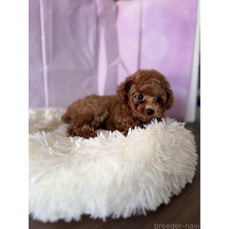 成約済の福岡県のタイニープードル-413686の6枚目