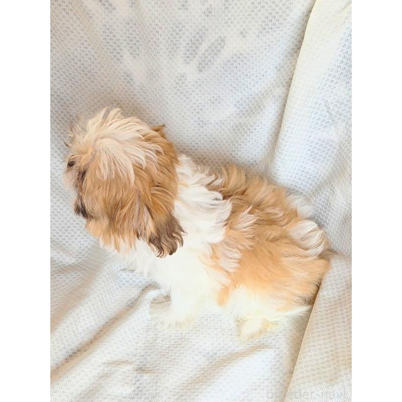 販売中の群馬県のミックス犬-417922の3枚目