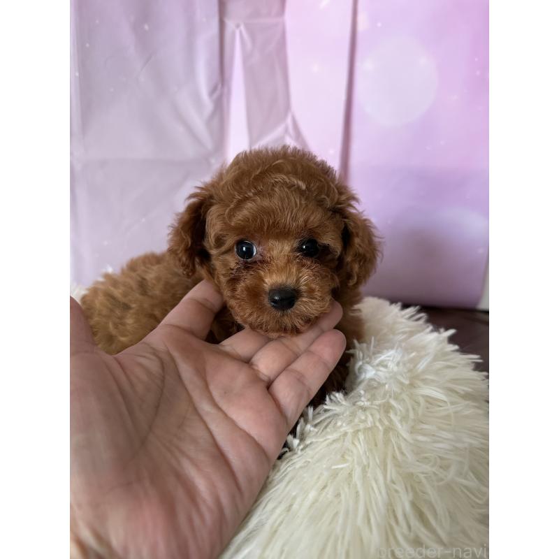 成約済の福岡県のタイニープードル-413686の5枚目