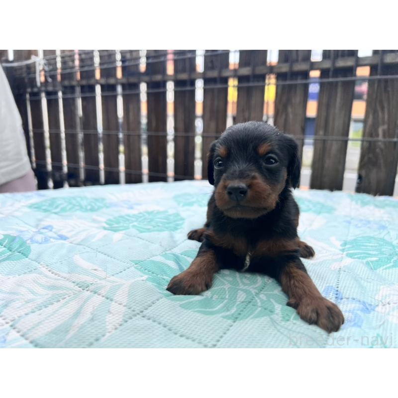 販売中の滋賀県のミックス犬-415834の2枚目