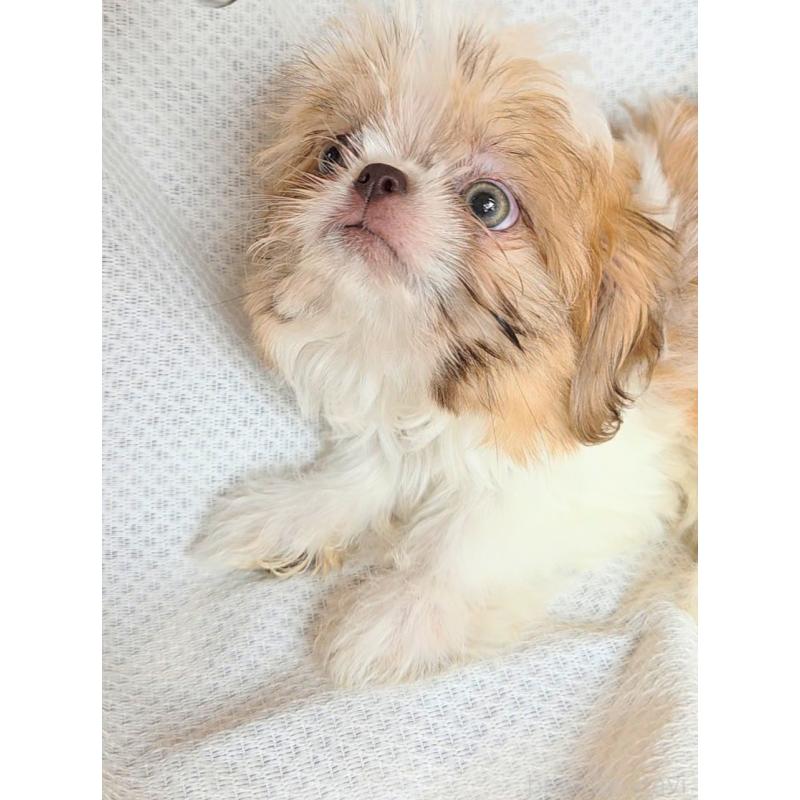 販売中の群馬県のミックス犬-417922の2枚目