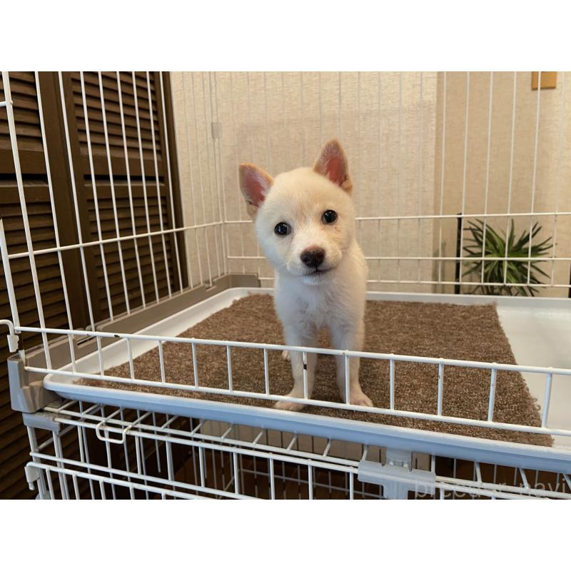 販売中の兵庫県の豆柴-409677の5枚目