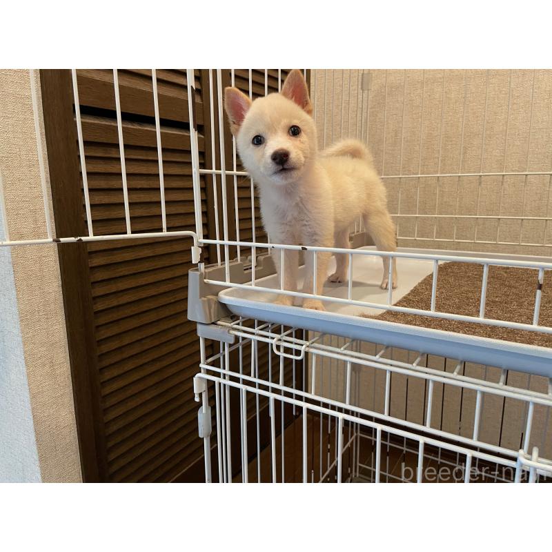 販売中の兵庫県の豆柴-409677の3枚目