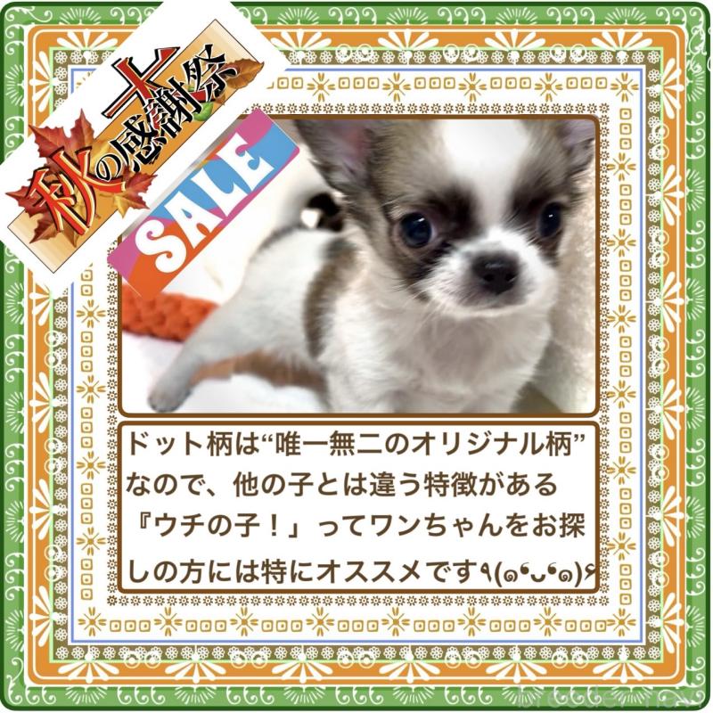 販売中の大阪府のチワワ(ロングコート)-415843の3枚目