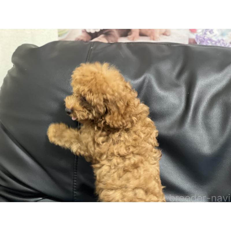 販売中の栃木県のトイプードル-415856の2枚目