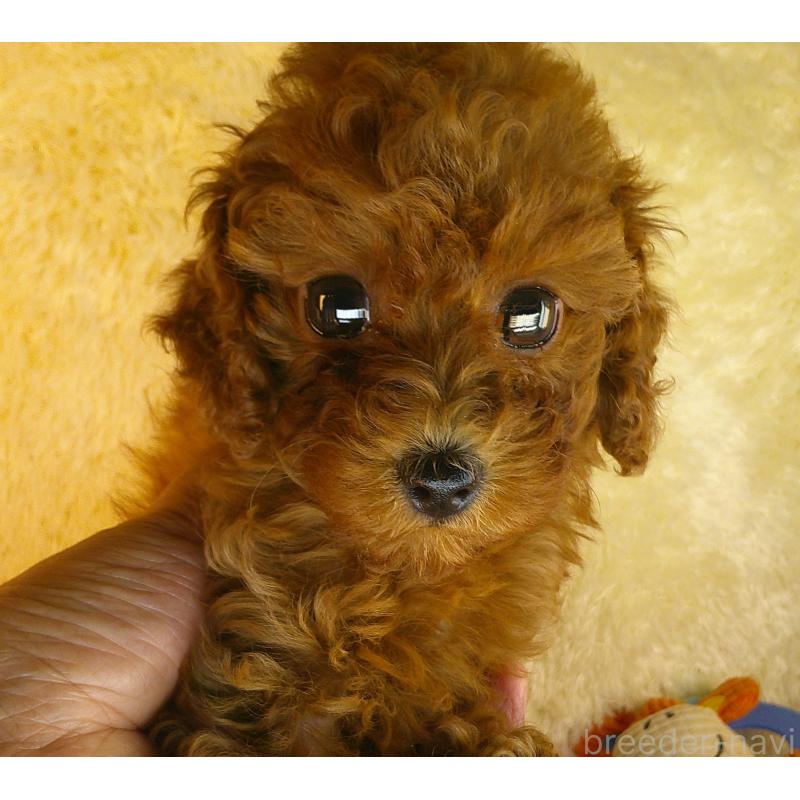 販売中の茨城県のトイプードル-415860の2枚目