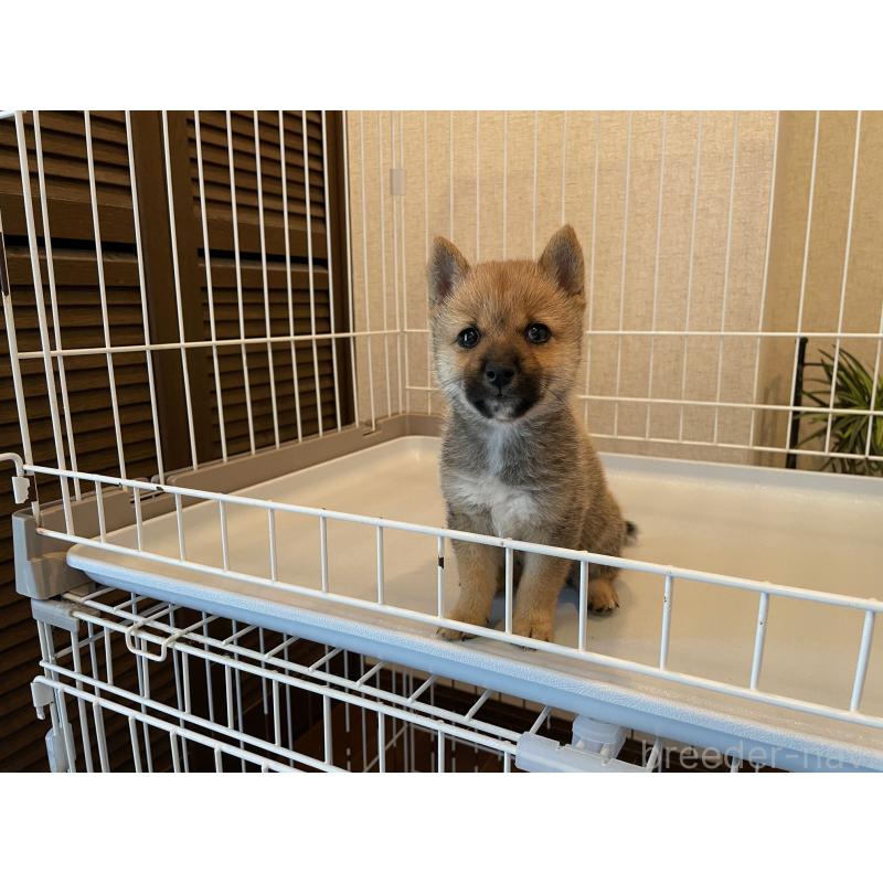 成約済の兵庫県の豆柴-413066の4枚目