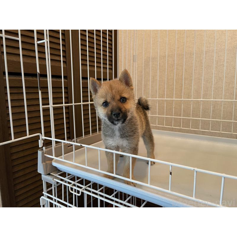 成約済の兵庫県の豆柴-413066の3枚目