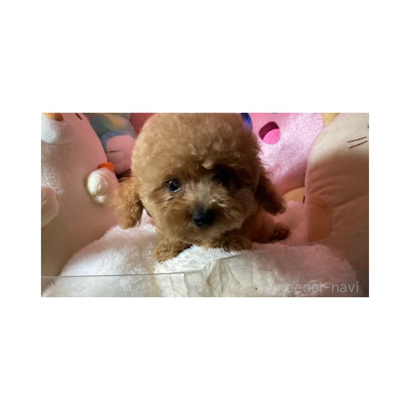 販売中の富山県のトイプードル-415858の3枚目