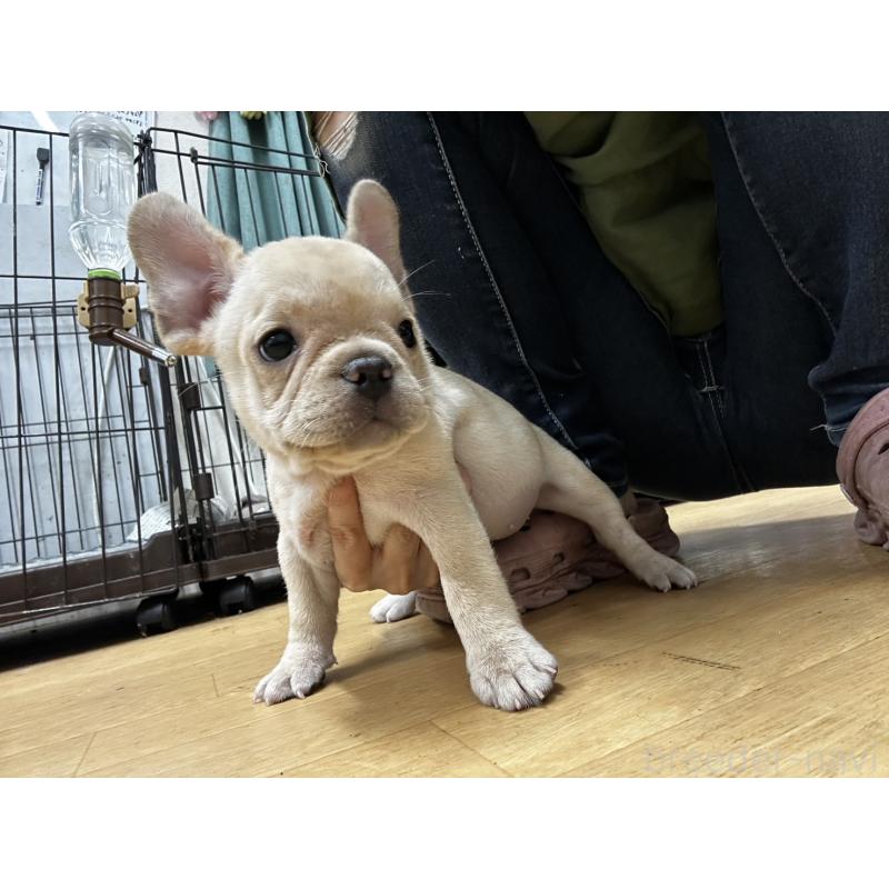 販売中の千葉県のフレンチブルドッグ-415859の3枚目