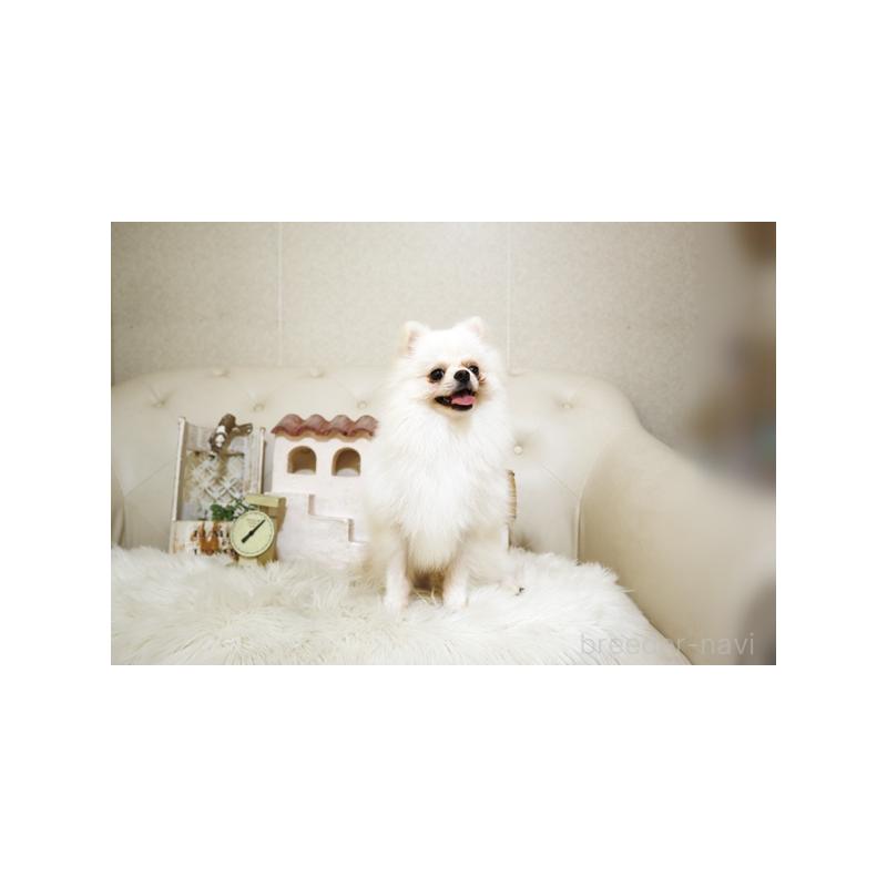 成約済の佐賀県のポメラニアン-371919の5枚目