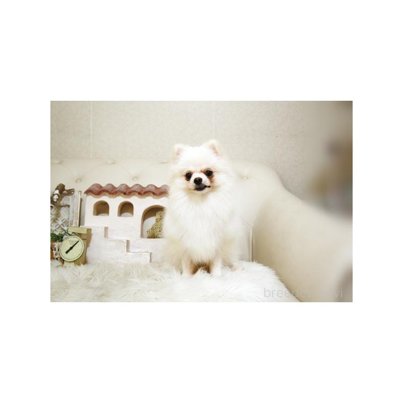 成約済の佐賀県のポメラニアン-371919の3枚目