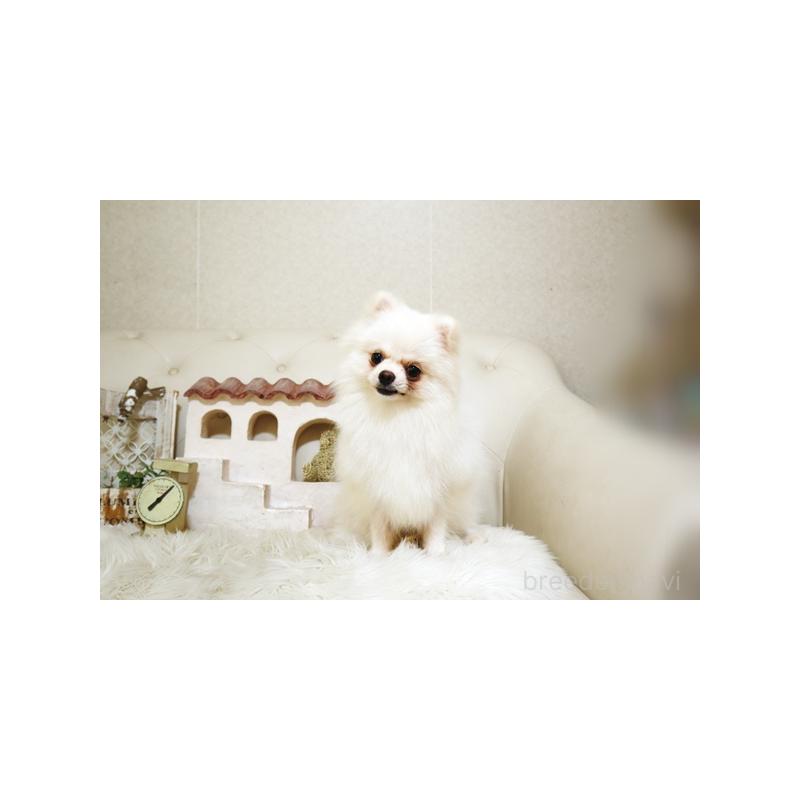 成約済の佐賀県のポメラニアン-371919の2枚目