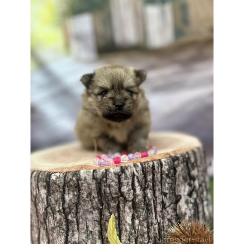 販売中の北海道のポメラニアン-414273の22枚目