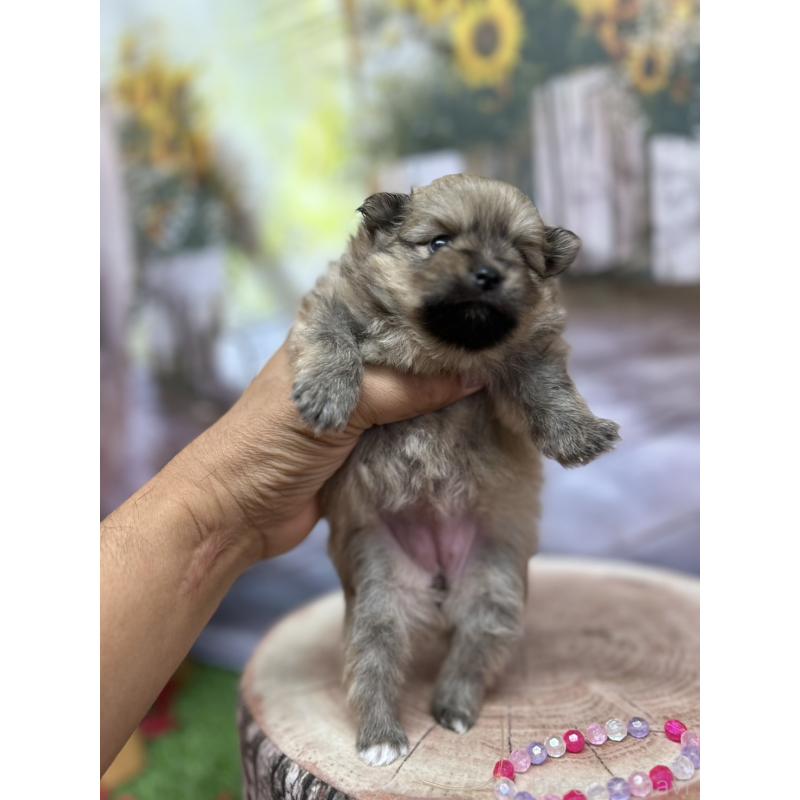 販売中の北海道のポメラニアン-414273の21枚目