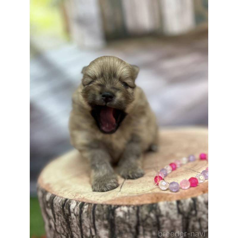 販売中の北海道のポメラニアン-414273の20枚目