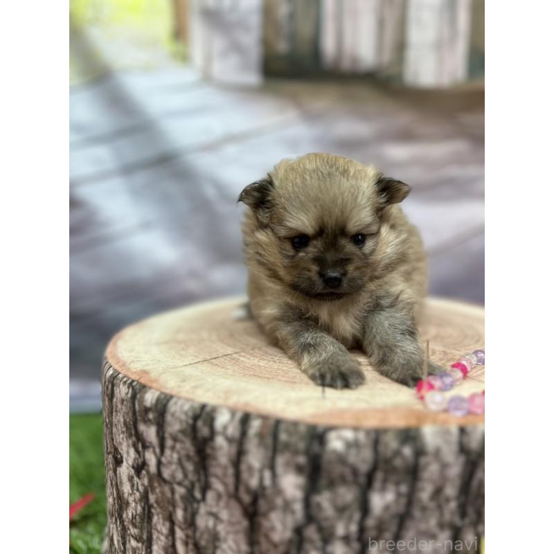 販売中の北海道のポメラニアン-414273の19枚目