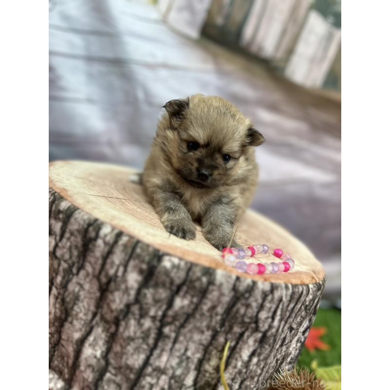 販売中の北海道のポメラニアン-414273の18枚目