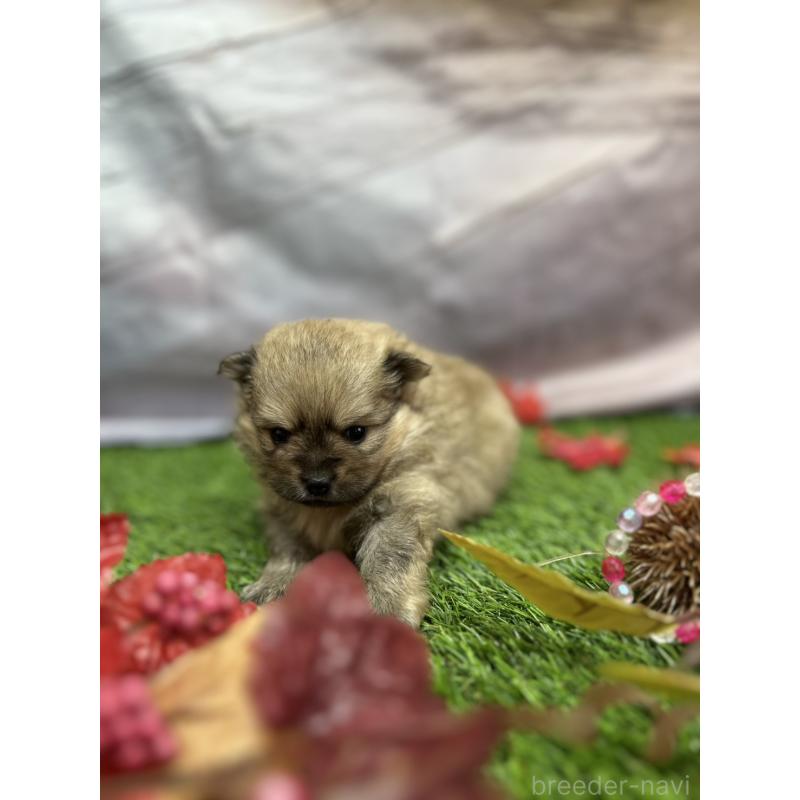 販売中の北海道のポメラニアン-414273の17枚目