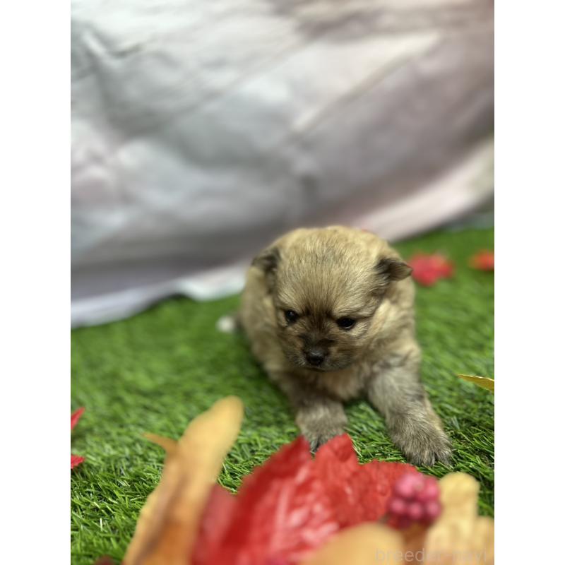 販売中の北海道のポメラニアン-414273の16枚目