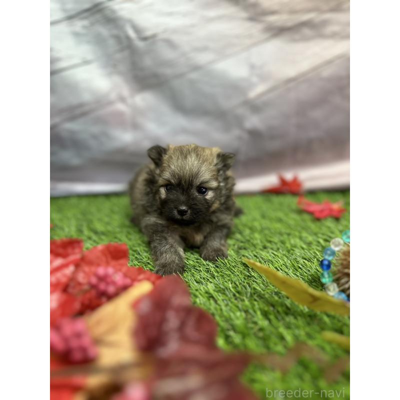 成約済の北海道のポメラニアン-414278の17枚目