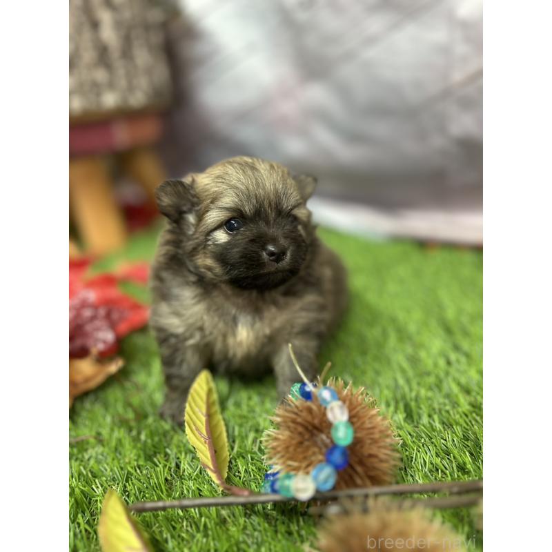 販売中の北海道のポメラニアン-414278