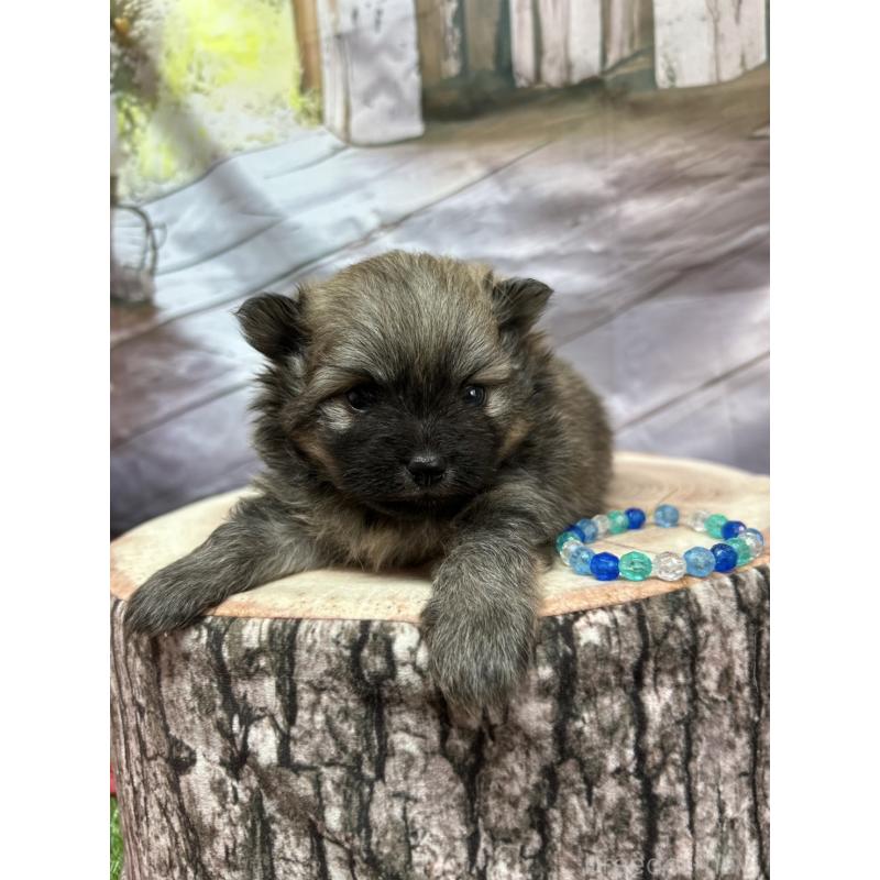 成約済の北海道のポメラニアン-414278の14枚目