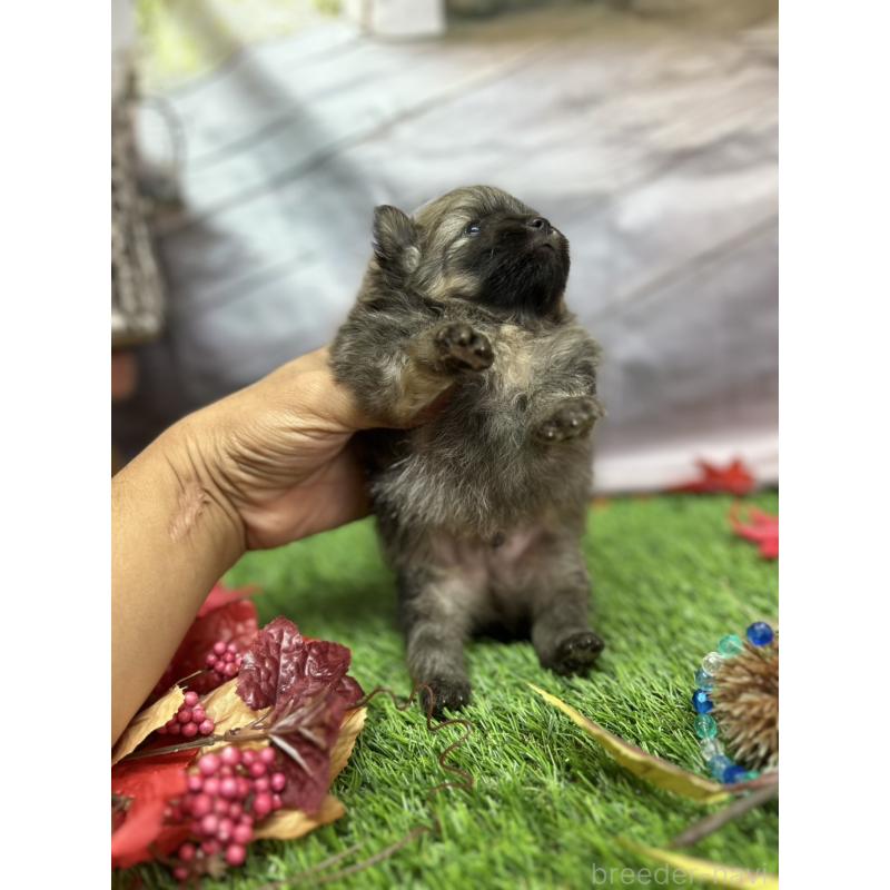 成約済の北海道のポメラニアン-414278の13枚目