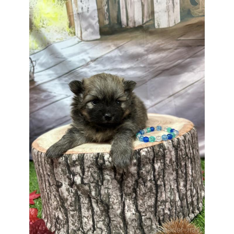 成約済の北海道のポメラニアン-414278の12枚目