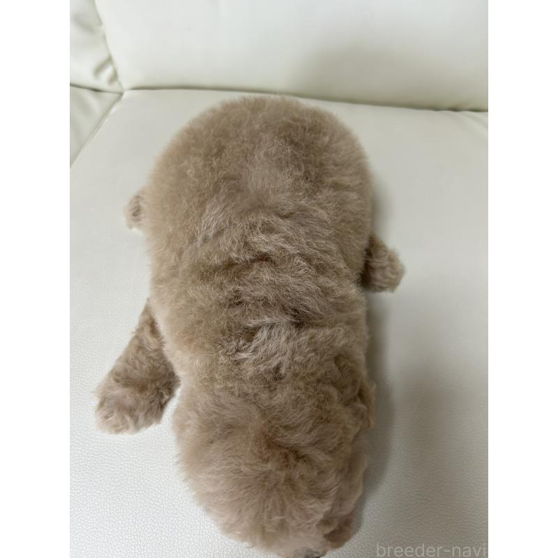 成約済の滋賀県のビションプー:ビションフリーゼ×トイプードル-412901の8枚目